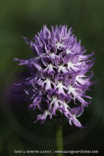 Orchis italica