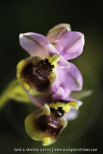Ophrys neglecta