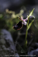 Ophrys bertolonii