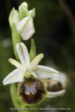 Ophrys sphegodes