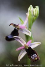 Ophrys bertolonii