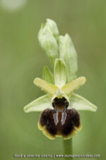 Ophrys sphegodes