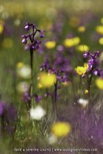 Anacamptis champagneuxii