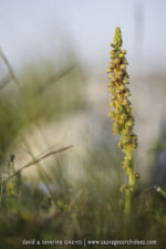 Orchis anthropophora