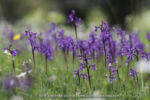 Anacamptis champagneuxii