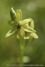 Ophrys sphegodes