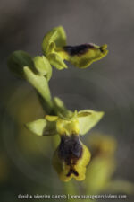 Ophrys sicula