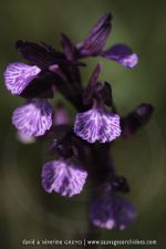 A. morio X A. papilionacea