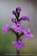 Orchis quadripunctata