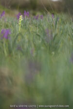 Dactylorhiza insularis