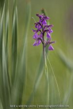 Anacamptis morio