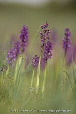 Anacamptis morio