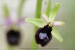 Ophrys bertoloniformis