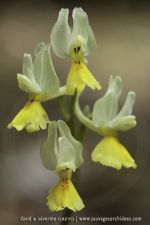 Orchis pauciflora