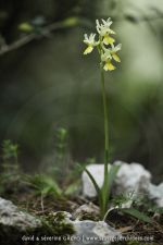 Orchis pauciflora