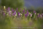 Anacamptis morio