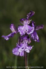 Anacamptis morio