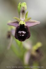 O. garganica X O. promontorii