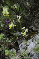 Orchis pauciflora