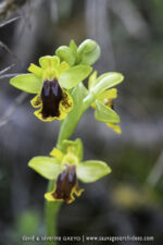 Ophrys lutea
