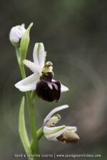 Ophrys incubacea