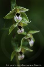 Epipactis helleborine