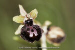 Ophrys incubacea