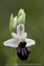 Ophrys incubacea
