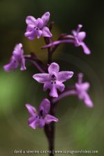 Orchis quadripunctata