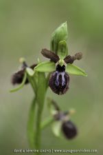 Ophrys garganica