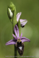 O. bertolonii X O. promontorii