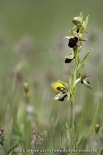 Ophrys promontorii