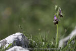 Ophrys apulica