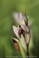 Serapias strictiflora