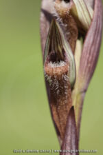 Serapias vomeracea