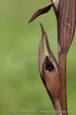 Serapias politis