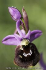 O. apulica X O. biscutella