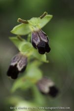 Ophrys arnoldii