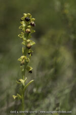 Ophrys fusca