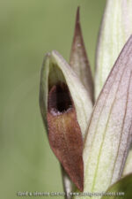 Serapias strictiflora
