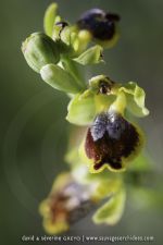 Ophrys melena