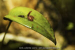 Pleurothallis sp. - 7 avril - Mont Galbao