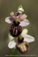Ophrys incubacea