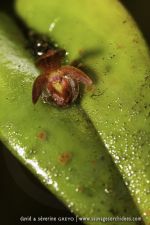Pleurothallis sp. - 7 avril - Mont Galbao