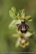 Ophrys riojana