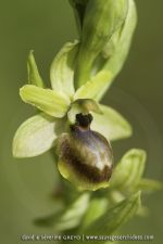 Ophrys riojana