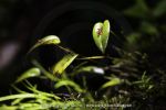 Pleurothallis sp. - 7 avril - Mont Galbao.