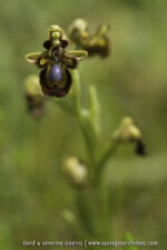 Ophrys speculum
