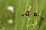 Ophrys speculum