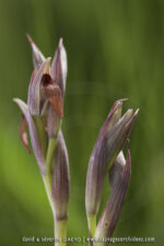 Serapias strictiflora